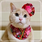 送料無料☆彡ひな祭りお雛様風和柄着物〜猫の首輪