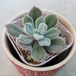 多肉植物❤フロスティ❤抜き苗