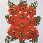 キバナコスモスの押し花　小さめ