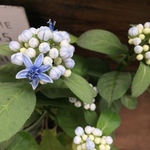 碧の瞳♡数量限定♡希少な常緑アジサイ♡青いの瞳♡ガーデニング♡地植えに♡観葉植物