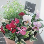 ꫛꫀꪝ✧‧˚❁✿✾  多摩の舞ビオラの可愛い寄せ植え