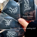 〖再販〗✶白の脱皮殻mini✶Laminated Real snake molting shell✶