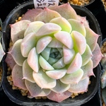 ヒューミリス×ラグジュアリー　多肉植物