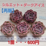 【再販】【多肉植物】シルエット×ダークアイス