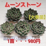 【美苗】【多肉植物】 ムーンストーン