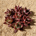 NEW韓国苗 Echeveria ロカ