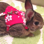 うさぎ用ハーネス　和柄 さくらレッド