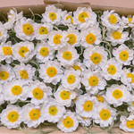 花かんざし　40輪前後　半ドライ　ドライフラワー