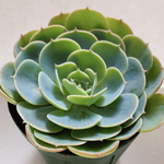多肉植物　エケベリア　七福神　苗