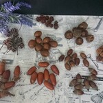 ✿送料込み✿　９種類の木の実ミックス　Tー4