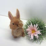 見つめるうさちゃん(MIX・ライオン×ネザー)