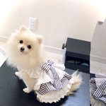犬服　ワッフルニット　そう刺繍とストライプ　レースたっぷりふんわりドレス　犬ワンピース