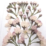 サクラの押し花⑤