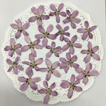 NO.781N しだれ桜🌸／押し花素材