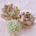 送料無料♡♡ 多肉植物 エケベリア 韓国苗 ソクヨン ボールオブファットのセット♡♡