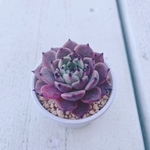 韓国苗 ジャッカル