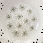レースフラワー(押し花)