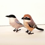 【chiropopoさまご注文品】野鳥セット