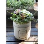 𓂃𓈒𓏸 Antique Primulas in The old tea can 𓂃𓈒𓏸アンティーク調プリムラの寄せ植え