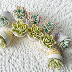 ぷくぷく多肉植物♡ ルノーディーンset♪