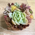 多肉植物＊レア品種入り♡＊1点限り!!＊ちょっと豪華な紅葉寄せ植え