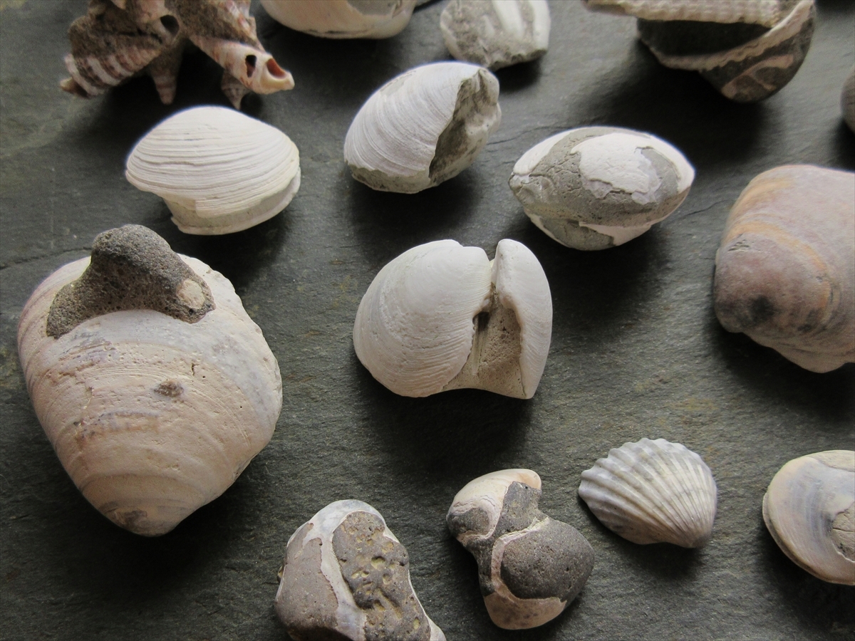 【送料無料/新品】 AMULE-BEACH - 漂着貝化石セット① 海の素材販売所 国内 minne | その他