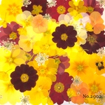 ♡new♡作家様必見♡押し花MIXセット♡押し花セット
