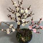 紅白梅の盆栽