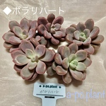 NEW◆ポラリハート◆多肉植物　韓国苗