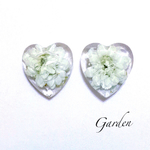 Garden  SHIROTSUMEGUSA     押し花