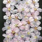 押し花　さくら 大 30輪　K-76
