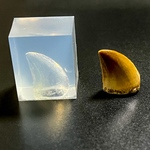 モササウルスの歯　シリコンモールド