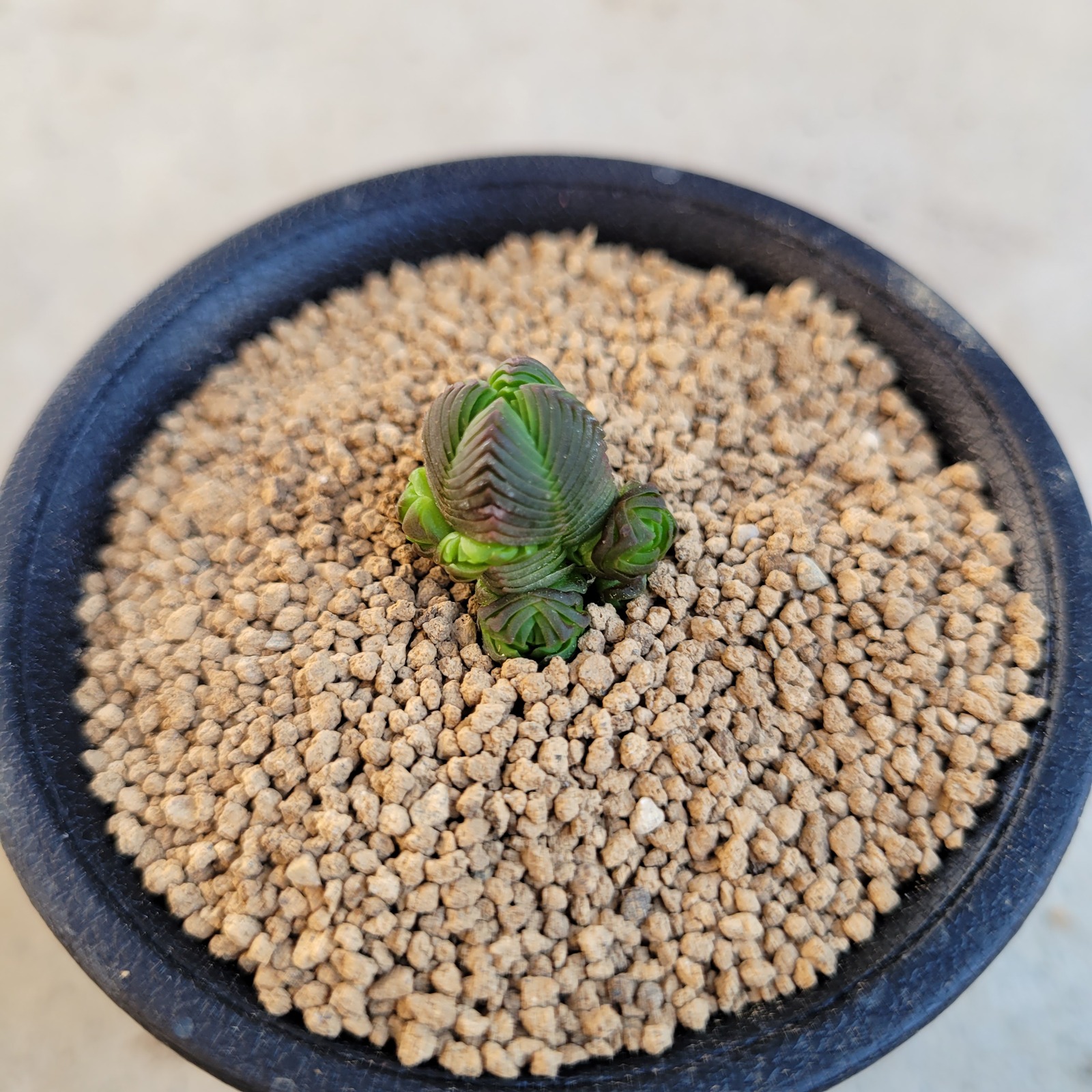 多肉植物❤クラッスラ❤ダルマ緑塔❤抜き苗 - PAN-SUMO'S