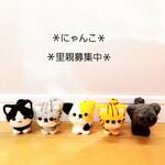 ☆子猫☆里親募集中☆(=^ェ^=)☆