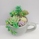 樹脂粘土＊ぷっくり多肉の寄せ植え◇B(ミニカップ)