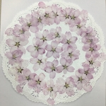 NO.782N ラスト7個✨お買得品　ヒガン桜🌸／押し花素材