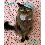 再入荷！(キャスケット)イチゴ柄キャスケット、猫ちゃんの帽子、首輪
