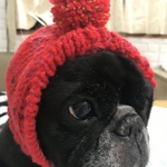 犬用ぽんぽんニット帽子　全2色（オーダーメイド）