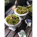 𓂃𓈒𓏸 Bulbs × Moss 𓂃𓈒𓏸 芽出し球根寄せ植え
