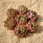 NEW韓国苗Echeveria ジゼル