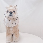 シンプルドットスヌード 【 生成×ブラックドット 】中型犬 小型犬対応 食事、お散歩の際のお耳汚れの防止に