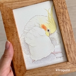水彩画・原画もふもふルチノーオカメインコ