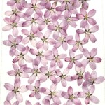 押し花　さくら 30枚　つぼみ付き　K-71