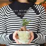 観葉植物 [ミニ] 風水パワー！オシャレなガジュマル アンティーク調の手作りモスポット鉢・皿付き P05