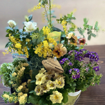 ミモザ 鉢植え入り　寄せ植え 花苗セット　Kanonセレクト♡ 花苗セット 8点 ♡ 
