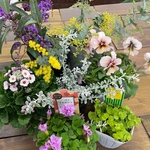 ミモザ 鉢植え入り　寄せ植え 花苗セット　Kanonセレクト♡ 花苗セット 7点 ♡ 