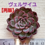 【再販】【多肉植物】新品種♡ヴェルサイユ