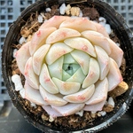 アメイジンググレイスhyb    韓国苗　多肉植物