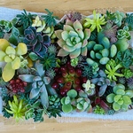 【送料込】多肉植物 セダムなどカット苗 パックセット大