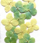 押し花　山あじさい　10枚　H-34